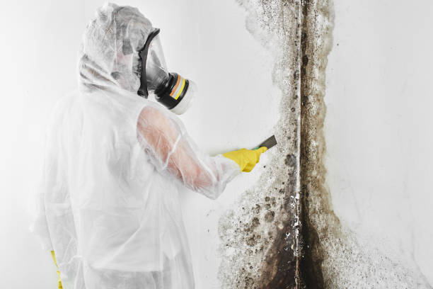 Mold Removal and Inspection in Alamosa, CO