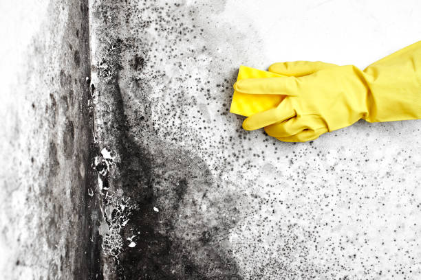 Best Toxic Mold Removal  in Alamosa, CO