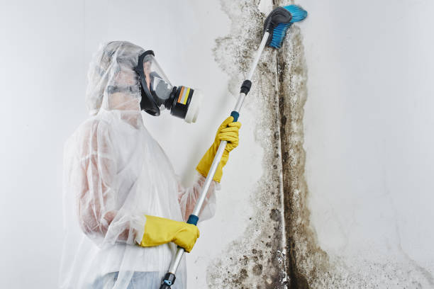 Mold Removal Process in Alamosa, CO