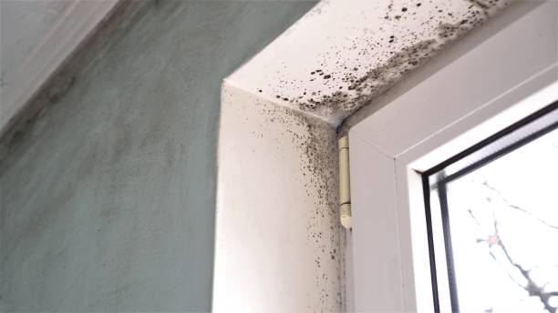 Best Toxic Mold Removal  in Alamosa, CO