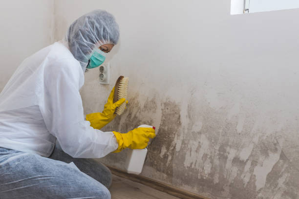 Best Mold Removal Process  in Alamosa, CO