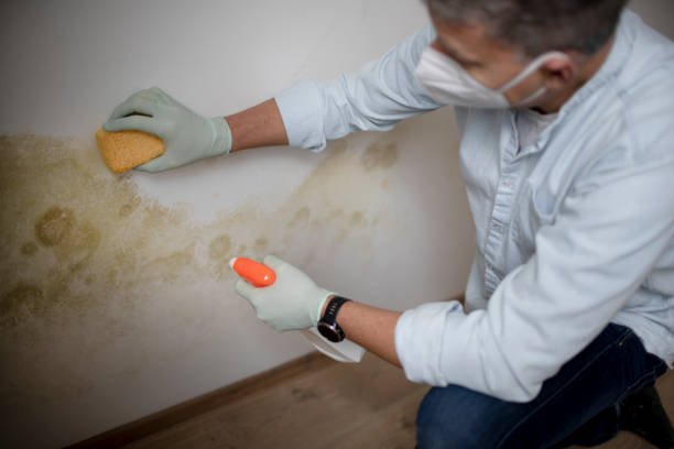 Best Toxic Mold Removal  in Alamosa, CO