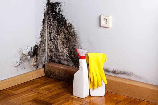 Mold Removal and Inspection in Alamosa, CO